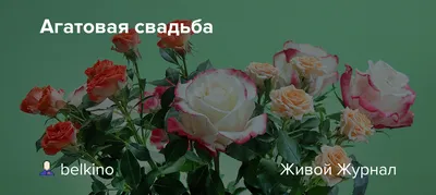 Открытки с годовщиной агатовой свадьбы на 14 лет брака