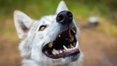 Осторожно: агрессивные собаки | Sergey Matveev | Дзен