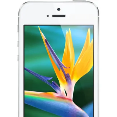 Силиконовый чехол на iPhone 5, 5S и SE / Apple Silicone Case DF для Айфон 5,  5С и СЕ с бархатистым покрытием внутри, Белый - купить с доставкой по  выгодным ценам в интернет-магазине OZON (275214911)