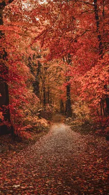 Скачать 800x1420 осень, лес, тропинка, листва, деревья, осенние краски  обои, картинки iphone se/5s/5c/5 for parallax