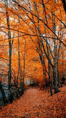 Скачать 800x1420 осень, тропинка, листва, лес, деревья, осенние краски  обои, картинки iphone se/5s/5c/5 for parallax