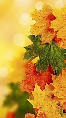 iPhone Wallpaper - Thanksgiving tjn | Осенние картинки, Цветочные фоны,  Осенние фотографии