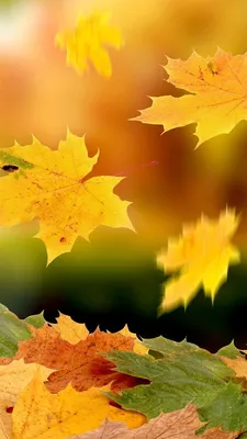 Кленовые листья падают осенью iPhone 5 (5S) (5C) обои - 640x1136 | Autumn  leaves, Autumn scenes, Iphone wallpaper fall