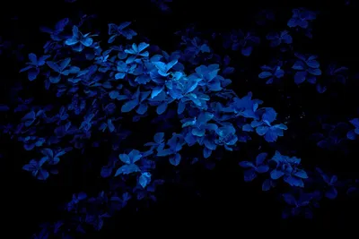 Обои Синие цветы, камни, SPA 1242x2688 iPhone 11 Pro/XS Max Изображение