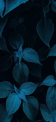 Синие листья обои для мобильного телефона фоновая иллюстрация Обои  Изображение для бесплатной загрузки - Pngtree
