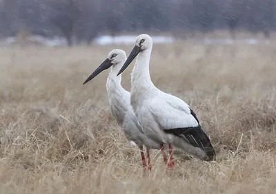 Белый аист — Википедия