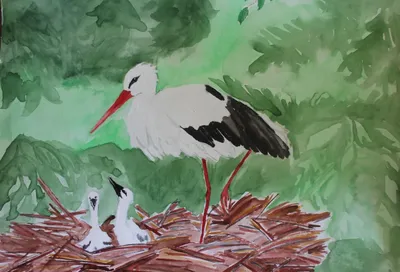 Белый аист (птица) — Циклопедия