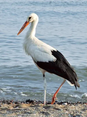 Белый аист (Ciconia ciconia)