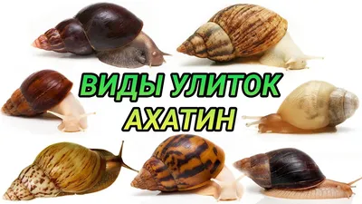 Улитки ахатины в домашних условиях