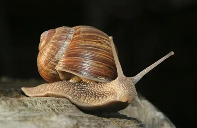 Big Snails - купить улитку: ахатины, архахатины, захрисии, древесники