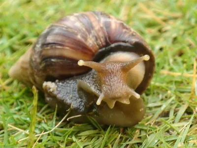 Big Snails - купить улитку: ахатины, архахатины, захрисии, древесники:  Ахатина ирадели занзибар (achatina iradeli zanzibar)