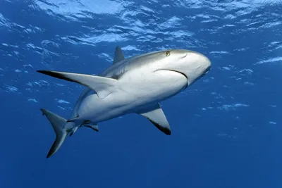 Хладнокровные и зубастые: посмотрите на 10 самых опасных акул в мире |  Вокруг Света