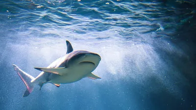 Почему акулы подплывают близко к берегу | Москва | ФедералПресс
