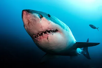 Есть ли агрессивные акулы у берегов Турции? (Milliyet, Турция) |  18.06.2023, ИноСМИ