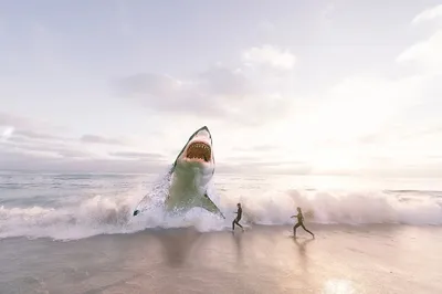 Австралийские ученые просят говорить, что акулы «кусаются», а не  «нападают». И доказывают, что на самом деле это очень важно