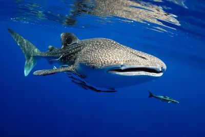Спите спокойно, но плавайте осторожно - эксперты о появлении кровожадных  акул в Приморье - PrimaMedia.ru