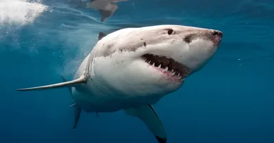 лучшие фотографии больших белых акул, белая акула, акула, рыбы фон картинки  и Фото для бесплатной загрузки