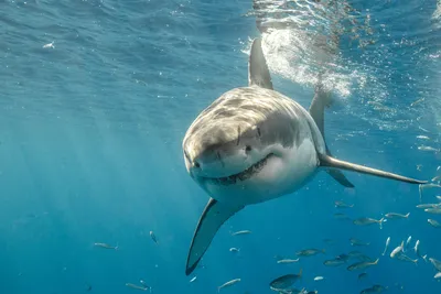 Исследователь акул: мы все в ответе за состояние окружающей среды | Новости  ООН