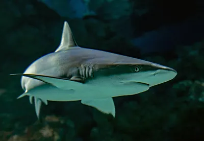 Акулы в Приморье 2022 год: какие виды акул обитают, как спастись от акулы,  что делать, если акула напала - KP.RU