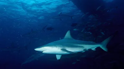 Один из редчайших акул в мире …» — создано в Шедевруме