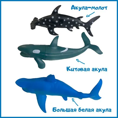 Акулы Средиземноморья: бояться или нет? — TheNewCrete
