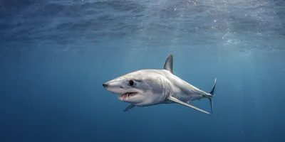 Всякое сопротивление акулам — хороший шанс выйти живым из ситуации» –  Коммерсантъ FM