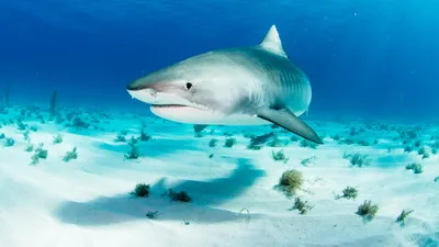 На туристку в Египте напала акула - РИА Новости, 13.09.2023