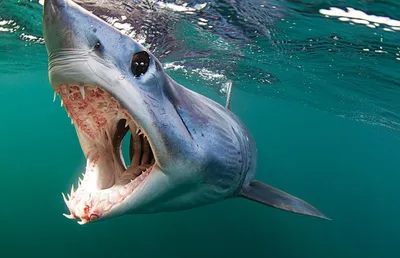 Большая Белая акула. Кто сожрёт жуткого монстра? | Природа и не только |  Дзен
