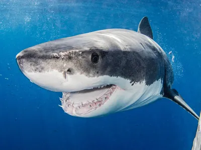 На курорте Франции акула загрызла туриста на глазах отдыхающих | STARHIT