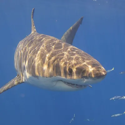 Белая акула является одним из самых быстрых и опасных хищников в океане |  Пикабу