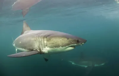 Россиянина загрызла тигровая акула. Как можно защититься от хищницы? —  Секрет фирмы