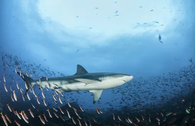 Трагедия в Красном море не повлияла на продажи туров в Египет, всё о  нападении акулы на россиянина - 16 июня 2023 - 29.ru
