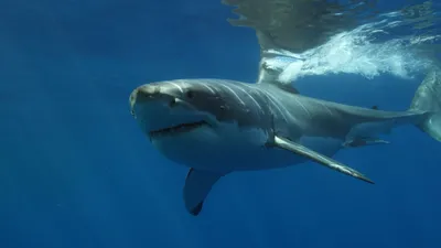 Откуда погибшая от укуса акулы в Хургаде