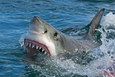 В Нью-Йорке 50-летнюю женщину укусила акула — Сноб