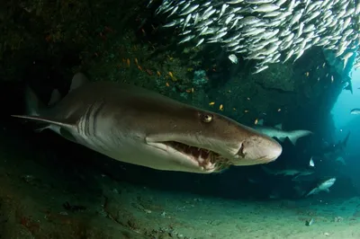 Один укус — вы труп, раскусит пополам: леденящие душу подробности трагедии  с египетской акулой-людоедом