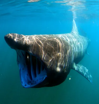 Австралийские ученые просят говорить, что акулы «кусаются», а не  «нападают». И доказывают, что на самом деле это очень важно