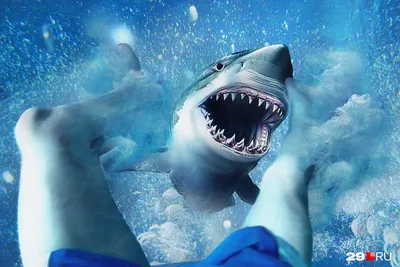Челюсти\" по-египетски: акула съела россиянина в Хургаде — 11.06.2023 — В  мире на РЕН ТВ