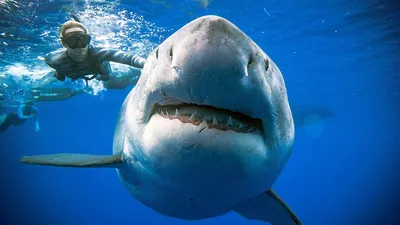Выпущено срочное предупреждение туристам: гигантская белая акула идет  курсом на пляжи | Туристические новости от Турпрома