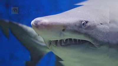 Тигровая акула попыталась напасть на «укротительницу акул» Оушен Рэмси -  Газета.Ru | Новости