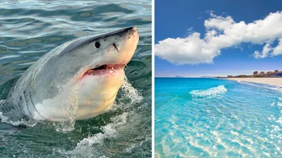 большая белая акула с открытым ртом под водой, фото акулы настоящие, акула,  океан фон картинки и Фото для бесплатной загрузки
