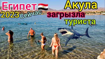 Хвастался уловом: отец случайно снял нападение акулы на своего 8-милетнего  сына — видео - МЕТА