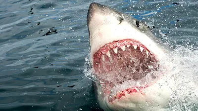 Челюсти-2019: почему акулы на самом деле нападают на людей? - BBC News  Русская служба