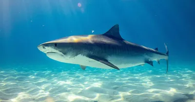 Как спастись от нападения акулы - рекомендации эксперта — 09.06.2023 —  Статьи на РЕН ТВ