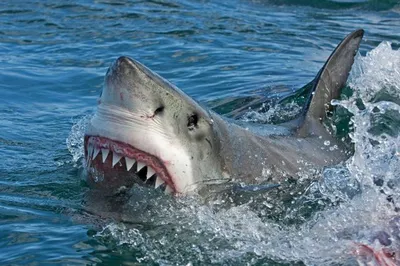 Любят ли акулы людей? Шесть главных мифов о подводных «монстрах» | Природа  | Общество | Аргументы и Факты