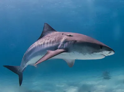 Правда ли, что акулы чувствуют кровь в воде за километр? - Проверено.Медиа