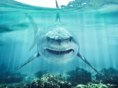 Более 59 800 работ на тему «акулы»: стоковые фото, картинки и изображения  royalty-free - iStock