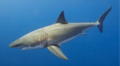 Переживший нападение акулы серфингист рассказал, как не стать жертвой  хищника | Tengri Travel