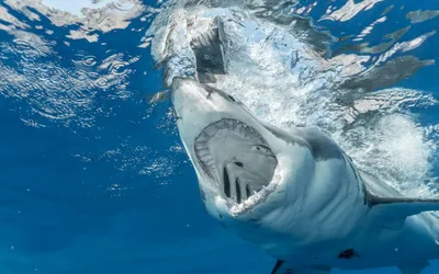 Зубастое Черное море: акулы расширяют ареал обитания