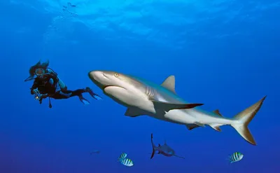 Есть ли акулы в Средиземном море