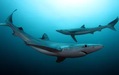 Акулы убили 10 человек за 2023 год. Это вдвое больше, чем в 2022 году